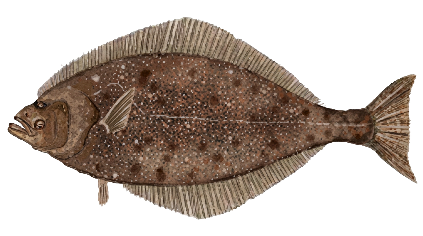 Pacific Halibut