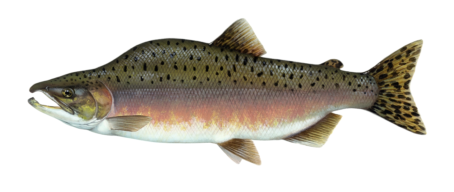 Pink & Chum Salmon