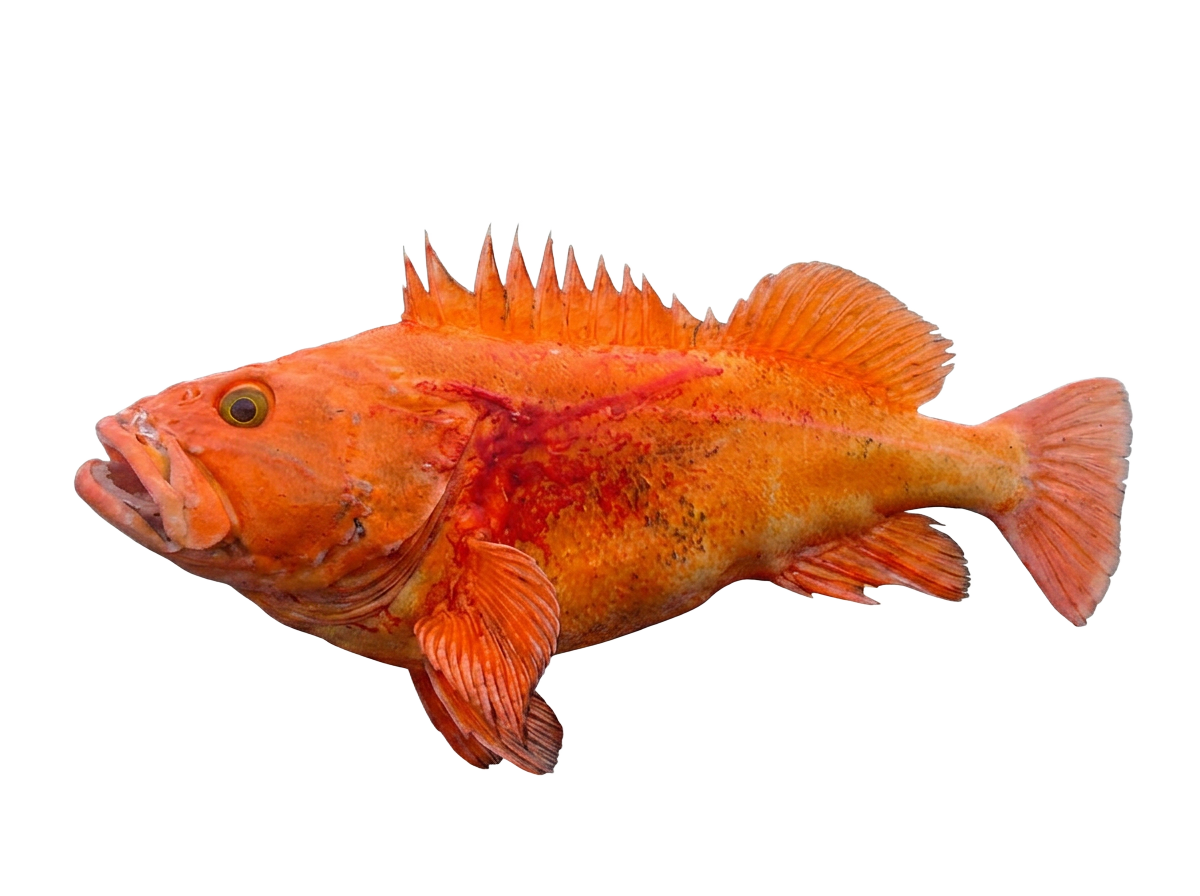 Yelloweye & Black Rockfish